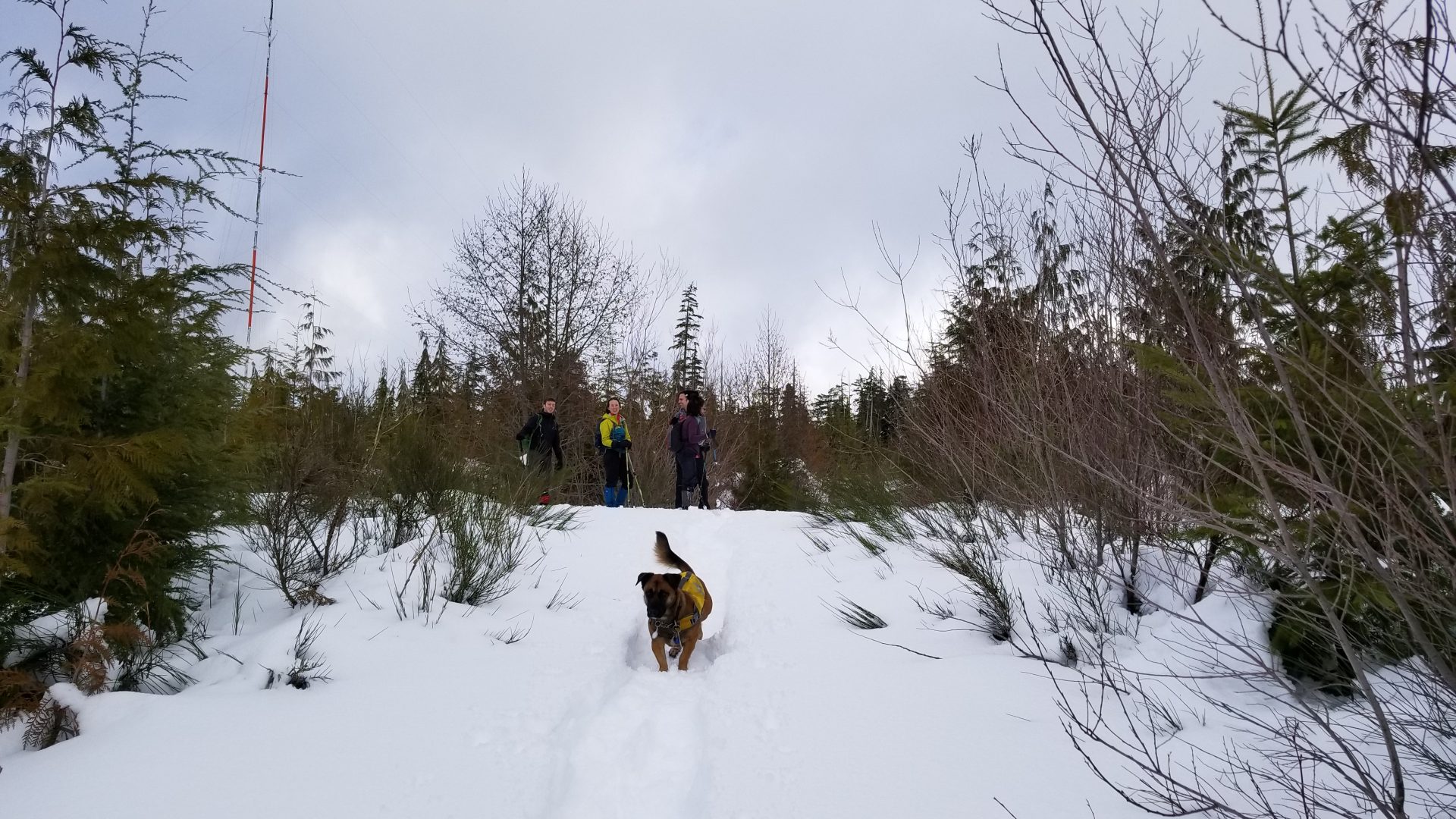 We Belong Outside Snowshoe adventures on the Kludahk Trail near Victoria, BC
