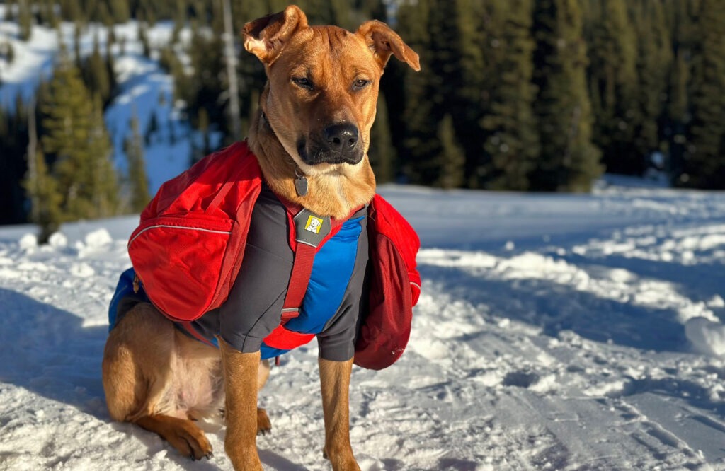 Dog with blue coat and red backpack sitting in the snow on a sunny day.